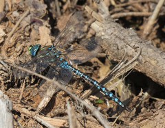 Aeshna interrupta lineata