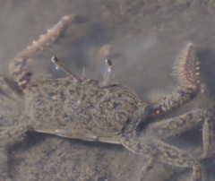 Macrophthalmus