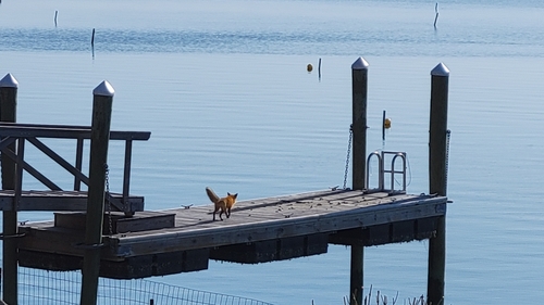 Eastern American Red Fox photographed in Rhode Island