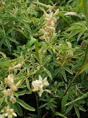 Lupinus argenteus argenteus