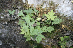 Notholaena sulphurea