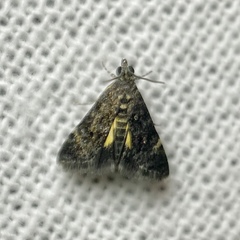 Heliothela ophideresana