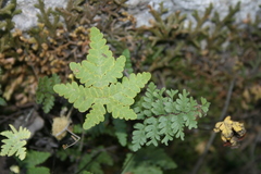 Notholaena sulphurea