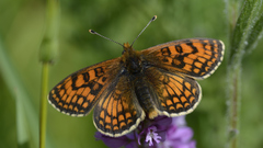 Melitaea parthenoides