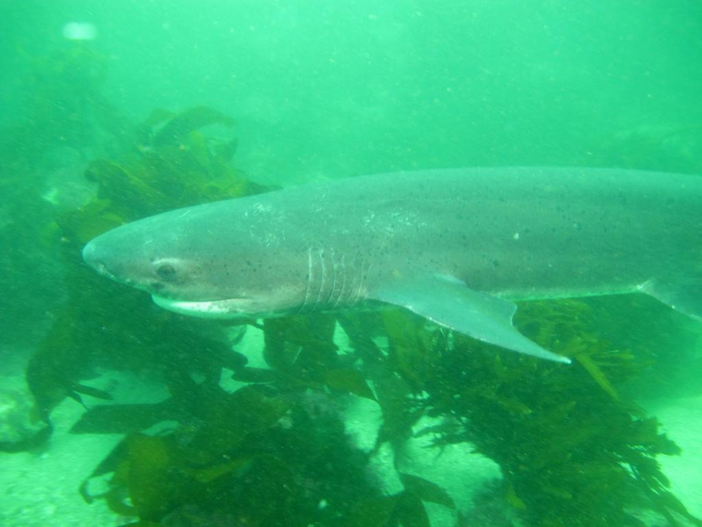 Broadnose Sevengill Shark