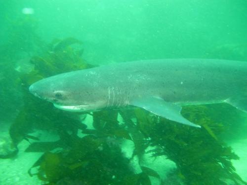 Broadnose Sevengill Shark