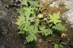 Notholaena sulphurea