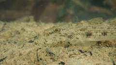 Glossogobius