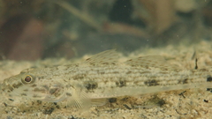 Glossogobius