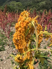 Chenopodium formosanum