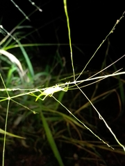 Paraphisis tryonensis