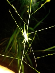 Paraphisis tryonensis