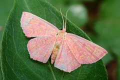 Chrysocraspeda miniosa