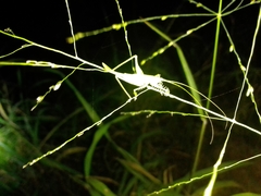 Paraphisis tryonensis