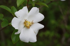 Rosa laevigata