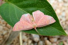 Chrysocraspeda miniosa