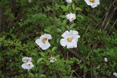 Rosa laevigata