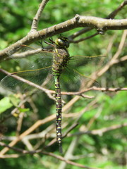 Aeshna interrupta lineata