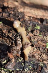 Bipalium pennsylvanicum