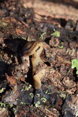 Bipalium pennsylvanicum