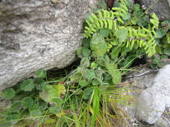 Lobelia ardisiandroides