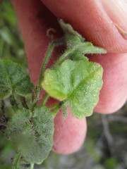 Lobelia ardisiandroides