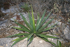 Agave funkiana
