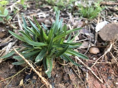 Lithospermum incisum