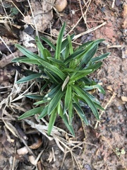 Lithospermum incisum
