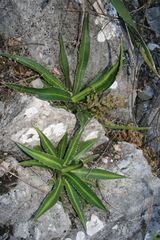 Agave funkiana