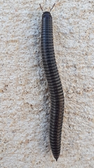 Ommatoiulus sabulosus aimatopodus