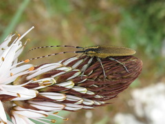 Agapanthia asphodeli