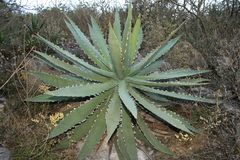 Agave xylonacantha