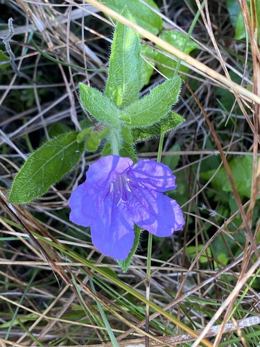 Ruellia caroliniensis image