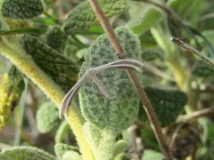 Merrifieldia malacodactyla