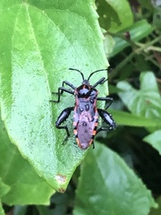 Piezogaster rubropictus