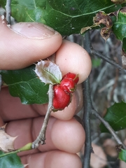 Plagiotrochus quercusilicis