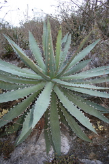 Agave xylonacantha