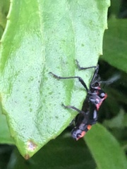 Piezogaster rubropictus