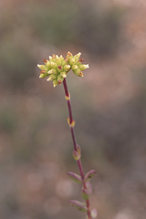Crassula subaphylla subaphylla