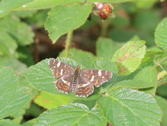 Araschnia levana