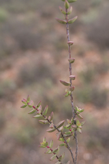 Crassula subaphylla subaphylla