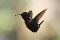 Chaetocercus heliodor