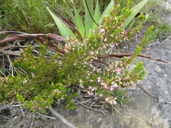 Erica uberiflora