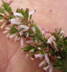 Erica uberiflora