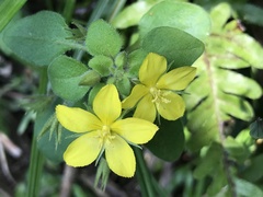 Lysimachia remota