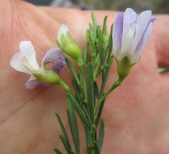 Psoralea axillaris