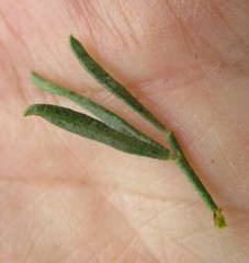 Psoralea axillaris