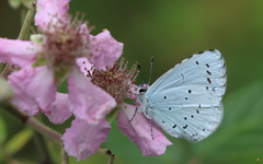 Celastrina argiolus