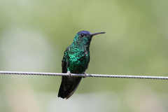 Saucerottia cyanifrons